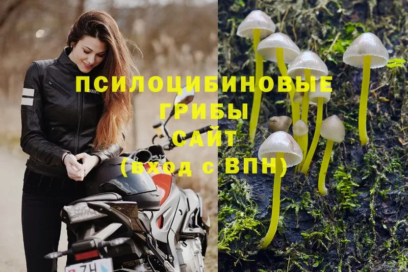 наркота  Асбест  Псилоцибиновые грибы Psilocybe 